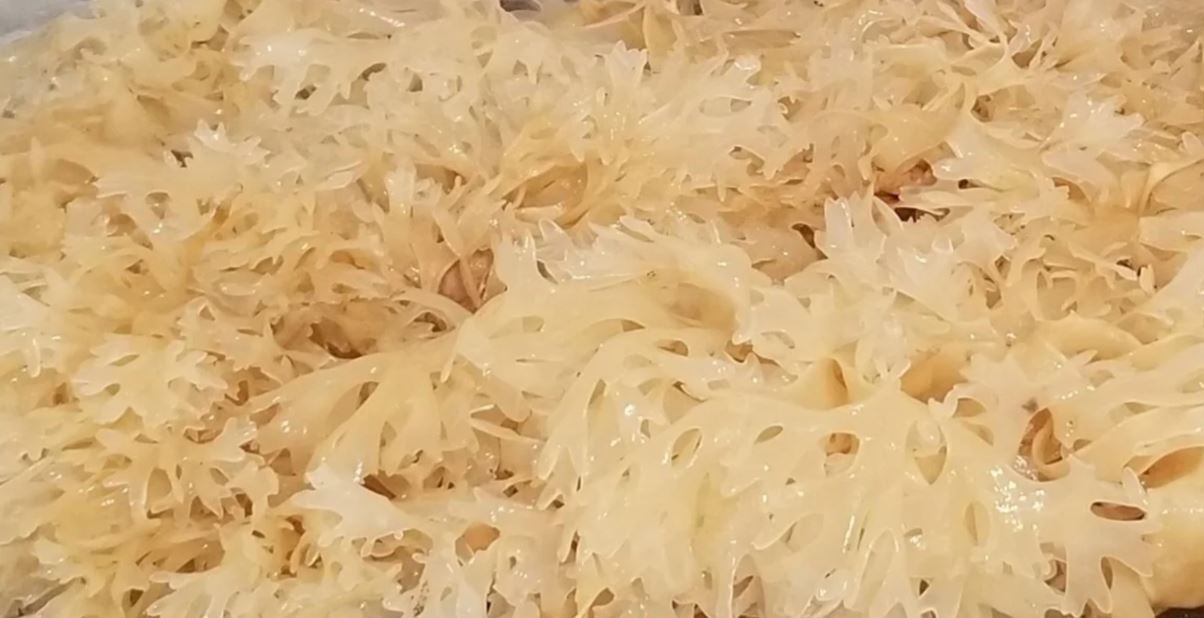 OCEAN WILDCRAFTED RAW GOLD SEA MOSS 8 oz