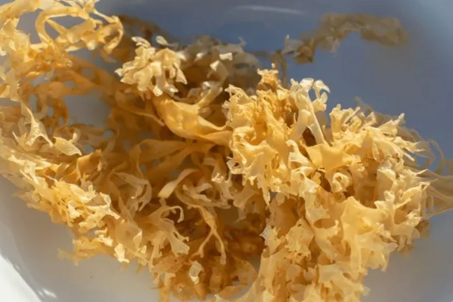 OCEAN WILDCRAFTED RAW GOLD SEA MOSS 8 oz