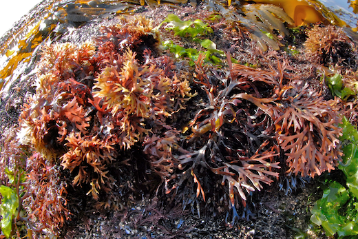 Peruvian Chondrus Crispus Plant Purple