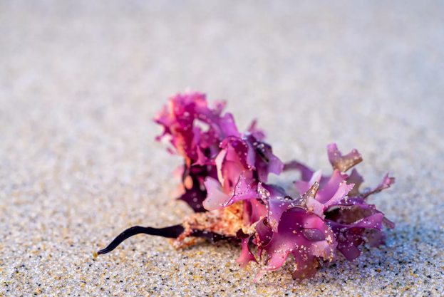 Peruvian Chondrus Crispus Plant Purple