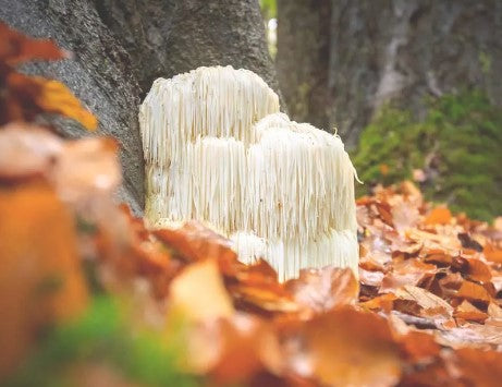 Organic Mushroom Coffee