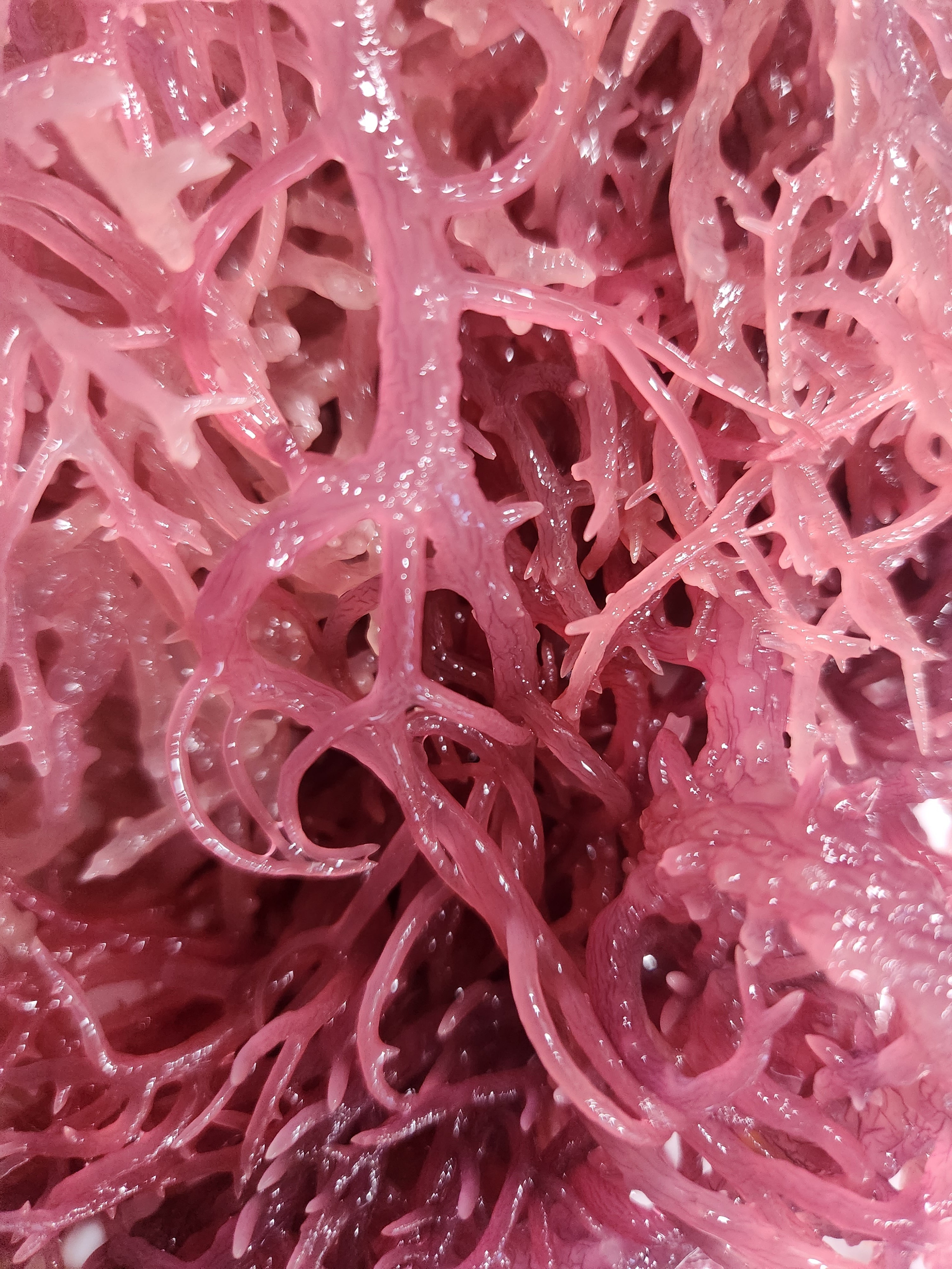 Raw Purple Sea Moss