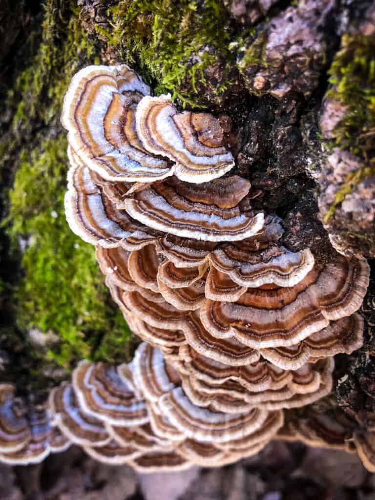 Organic Mushroom Coffee