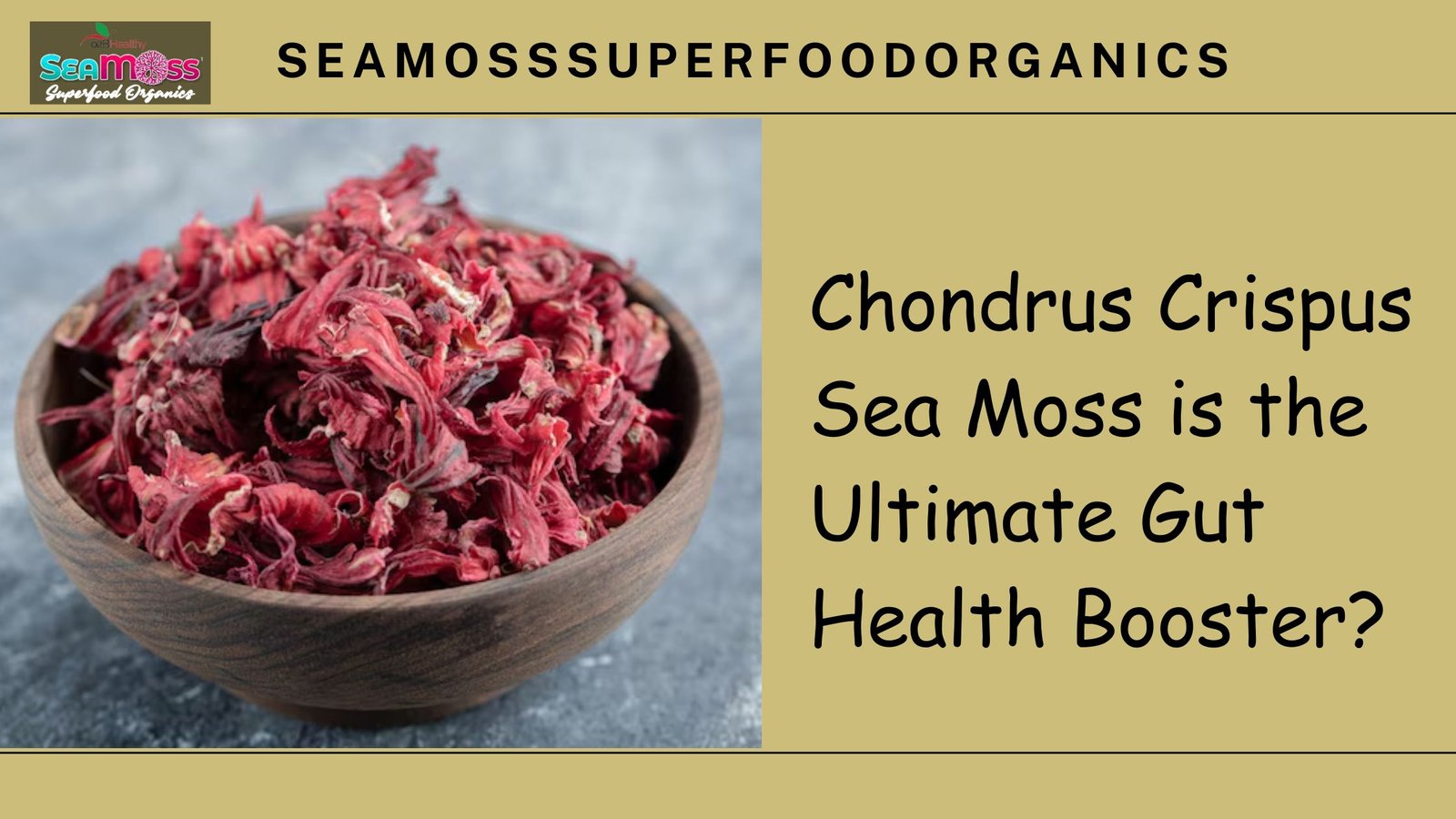 Chondrus Crispus Sea Moss