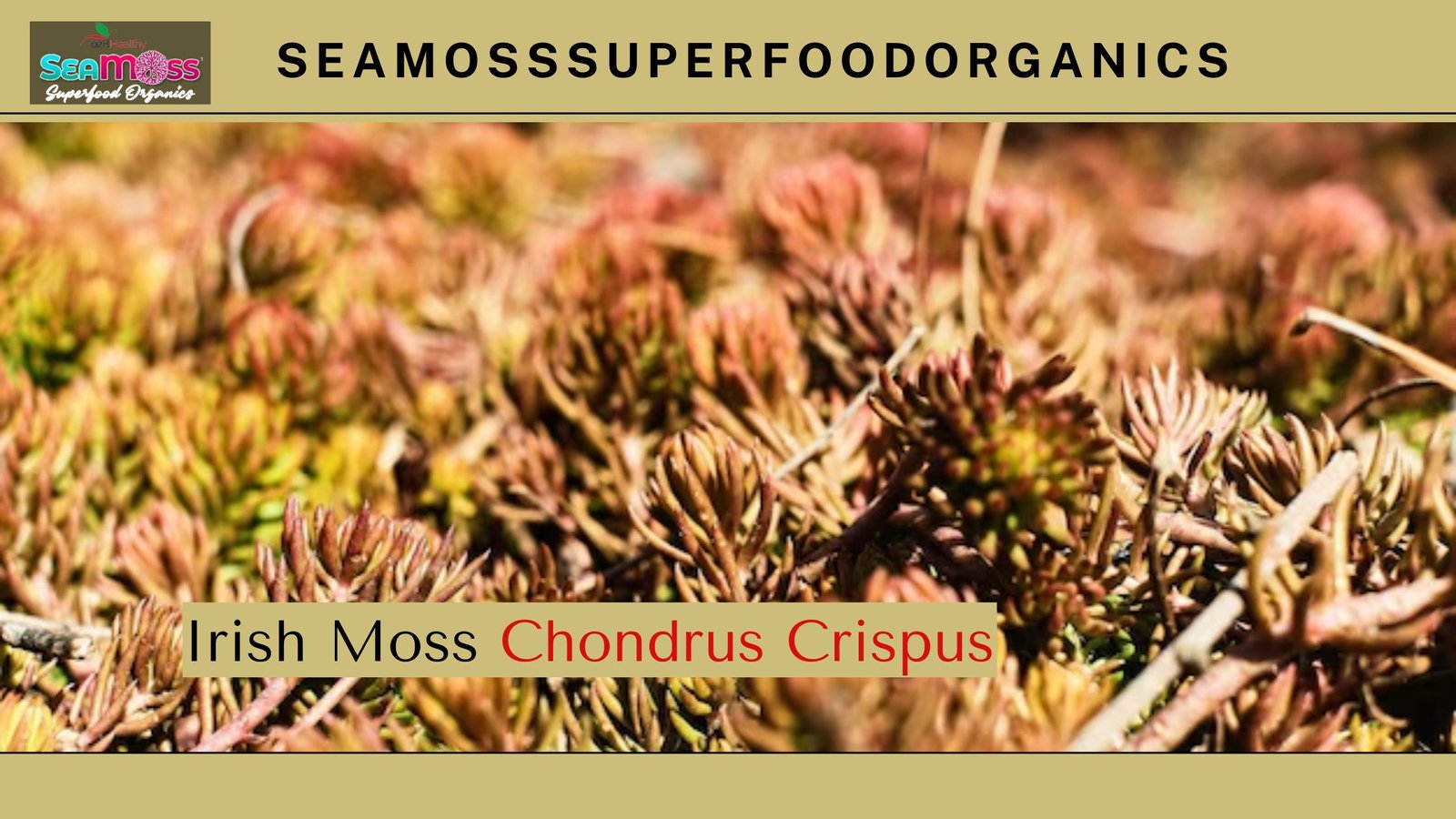 Chondrus Crispus