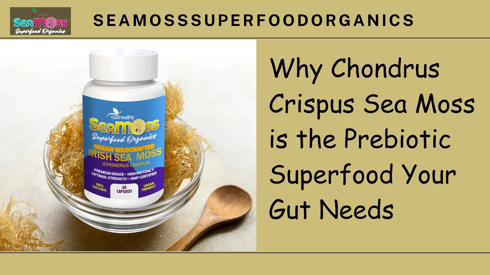 Why Chondrus Crispus Sea Moss is the Prebiotic Superfood Your Gut Needs